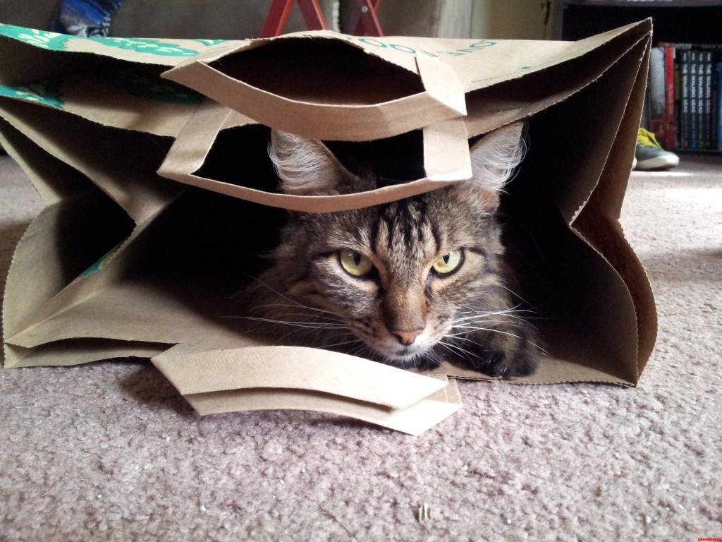 Cat-Bags