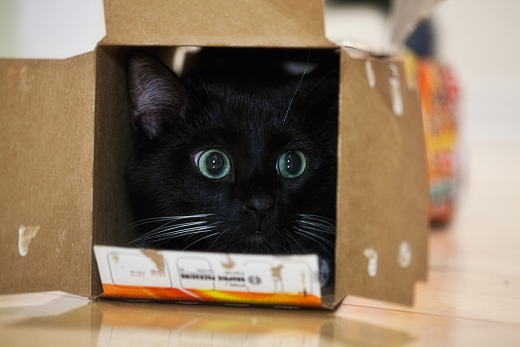 Cat-in-Box